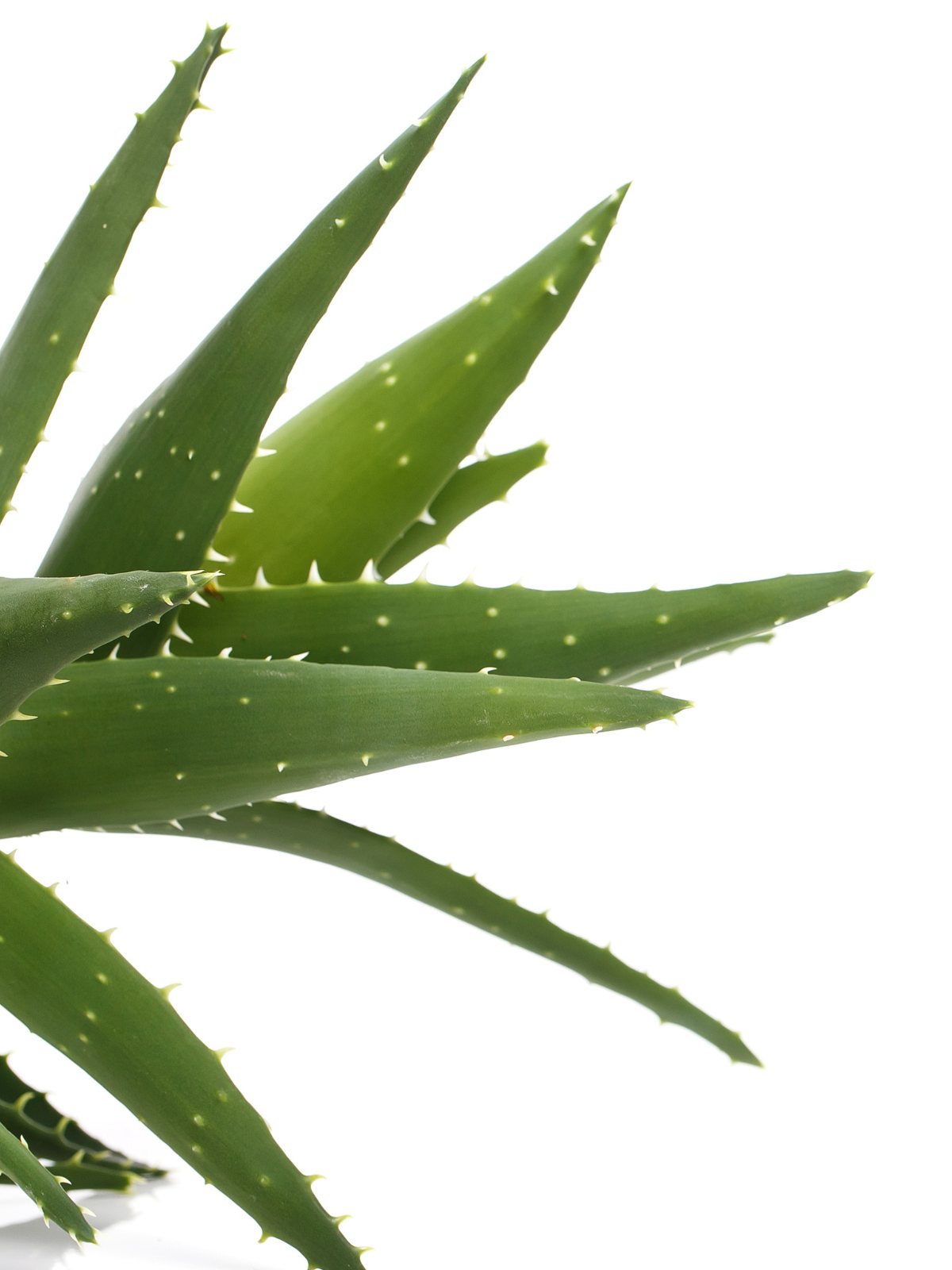 How to Grow and Care for Your Aloe Vera Plants