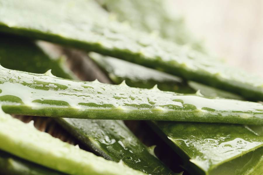 How to Grow and Care for Your Aloe Vera Plants: Troubleshooting Guide