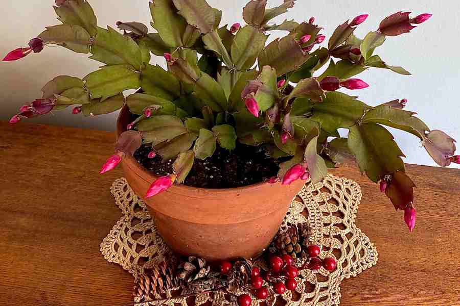 How to Care for a Christmas Cactus by providing proper fertilizers and nutrition