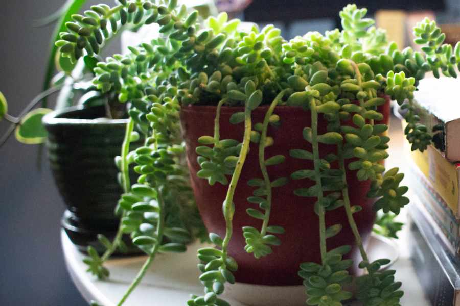how to care for burro's tail efficiently