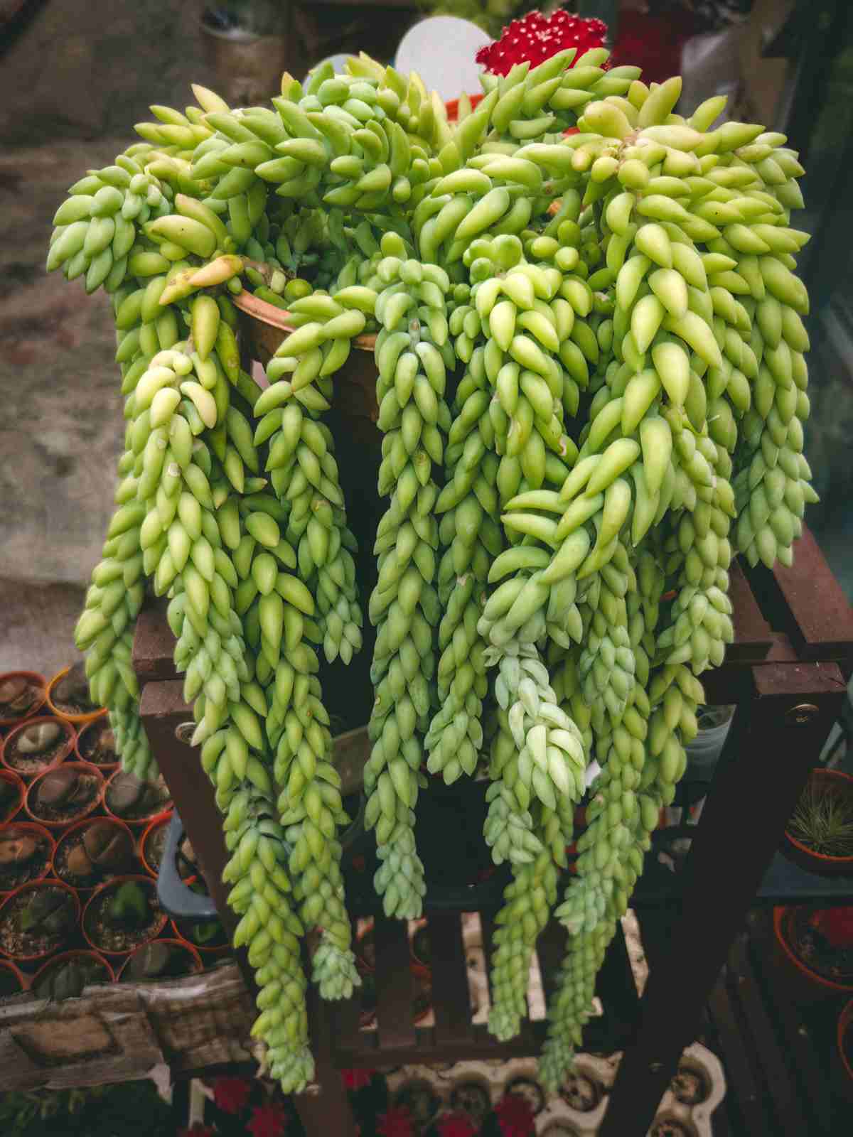 how to care for burro's tail plant