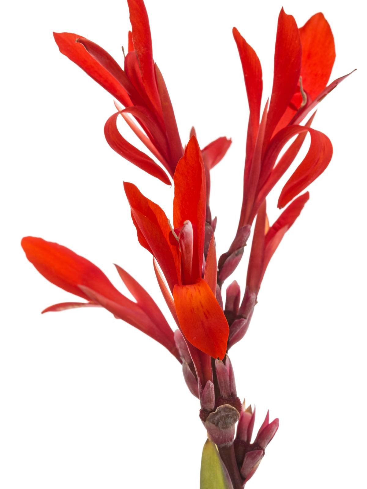 how to care for canna lilies