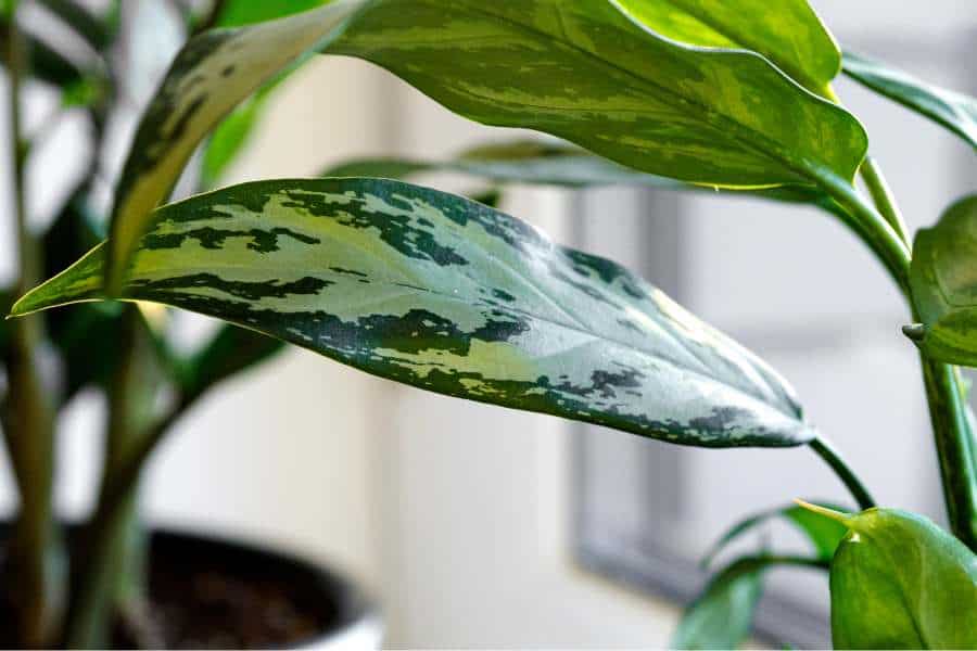 How to Grow and Care for Chinese Evergreen plant
