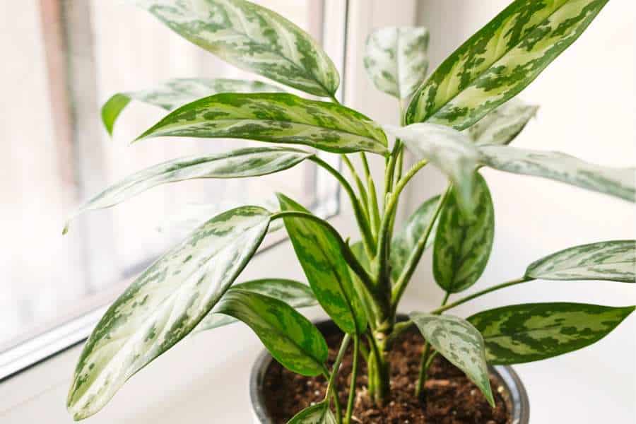 How to Grow and Care for Chinese Evergreen plant: Watering and Humidity Needs