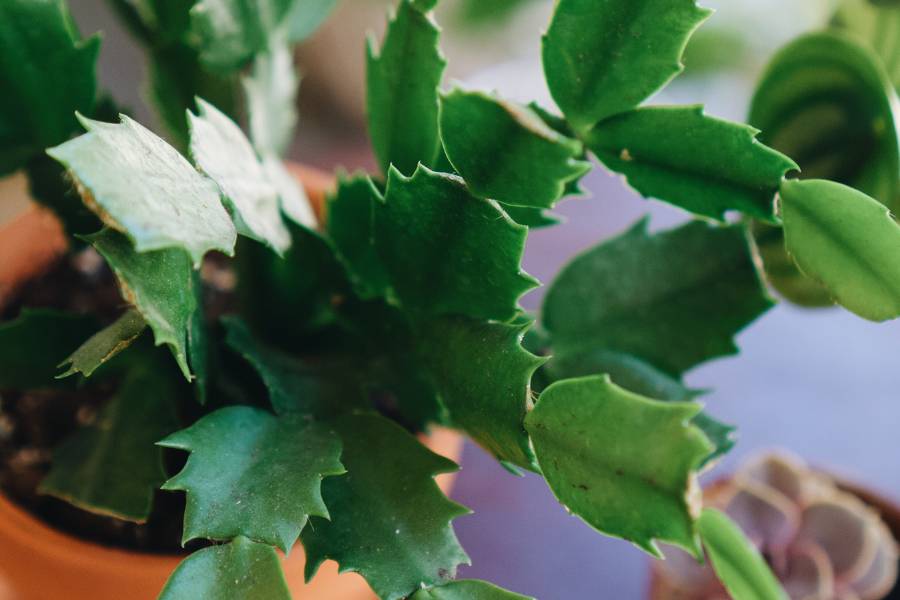 How to Care for a Christmas Cactus at home - ultimate guide