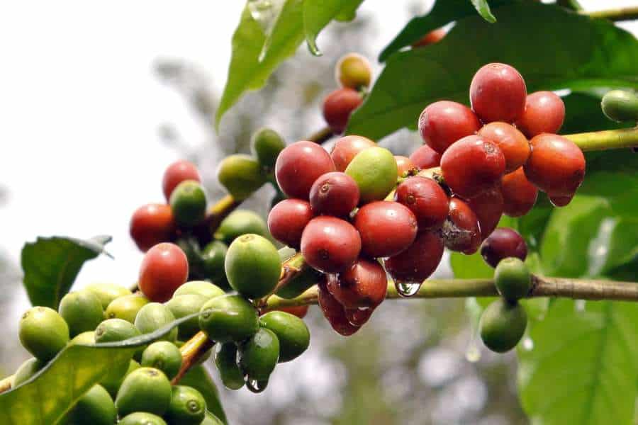 How To Grow Coffee Plant: Tips & Techniques