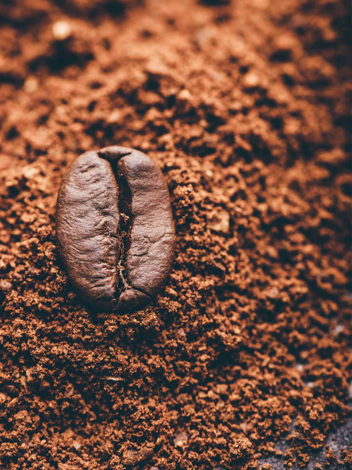 how to use coffee grounds in the garden
