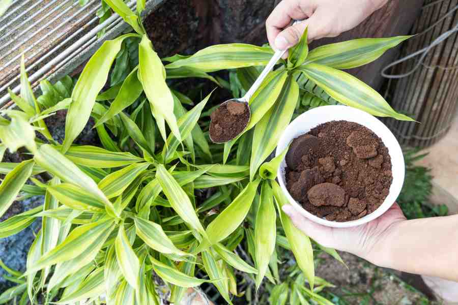how to use coffee grounds in the garden for added benefits