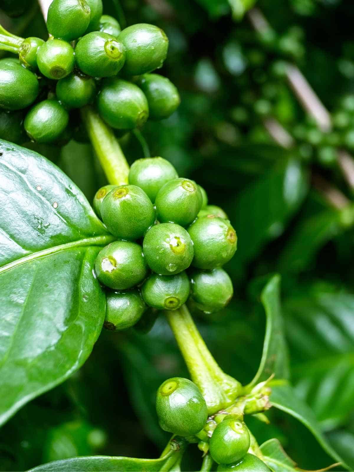 How To Grow Coffee Plant: A Guide