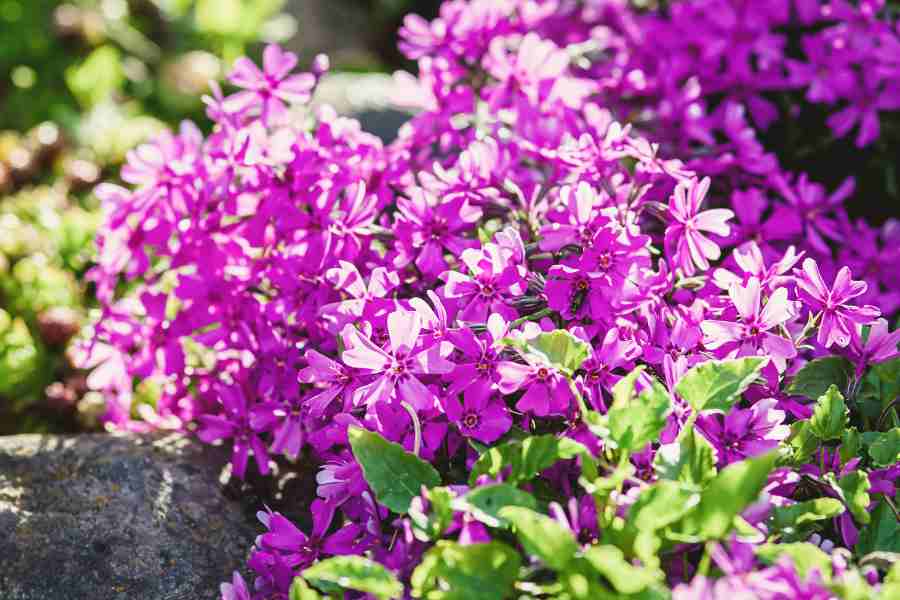 How to Grow and Care for Creeping Phlox - Ultimate Guide