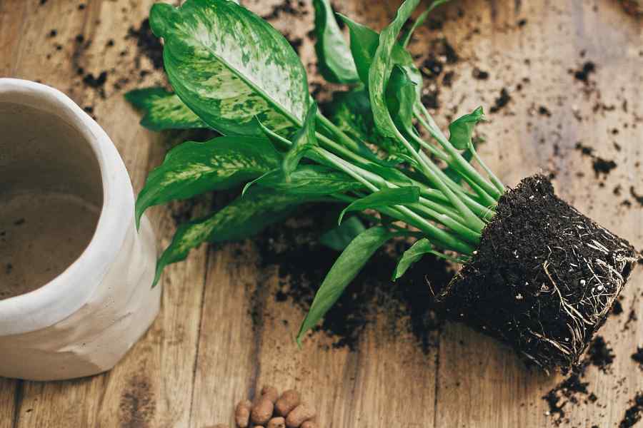 how to care for dumbcane plant: dumbcane plant in soil