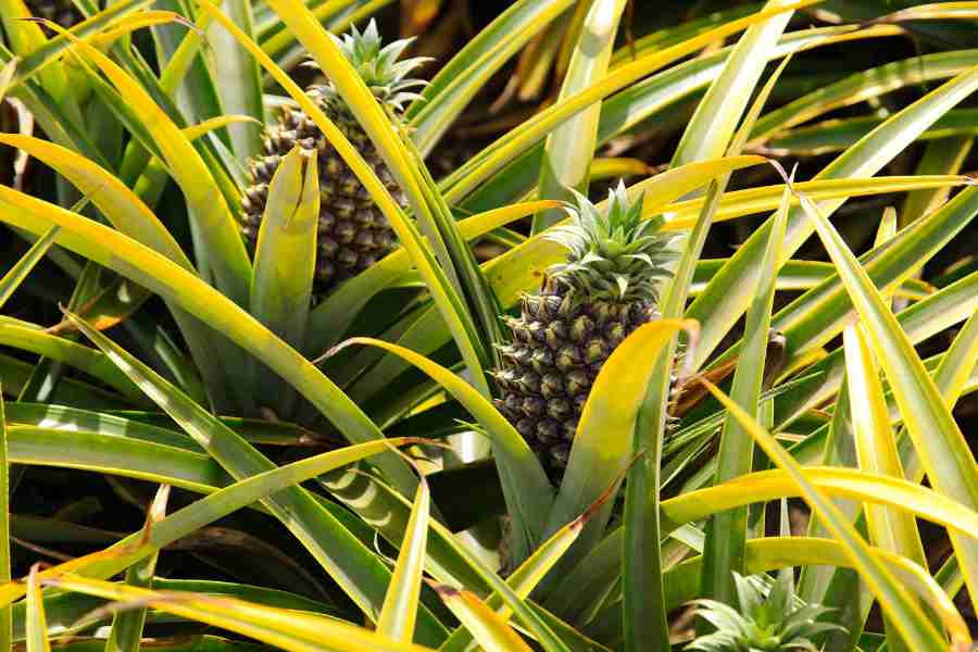 How to Grow and Care for Pineapple Plants Indoors