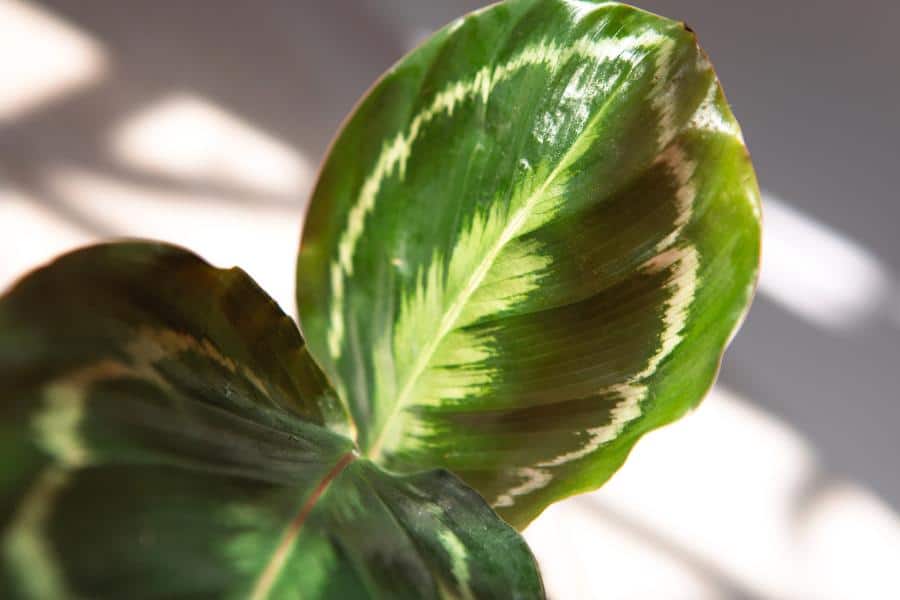 How to Grow and Care for Prayer Plant: A Guide