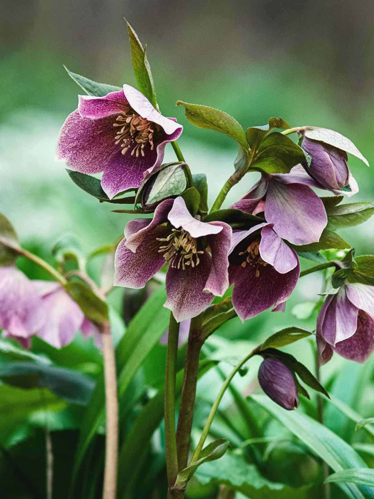 How to Grow and Care for Hellebore Plant