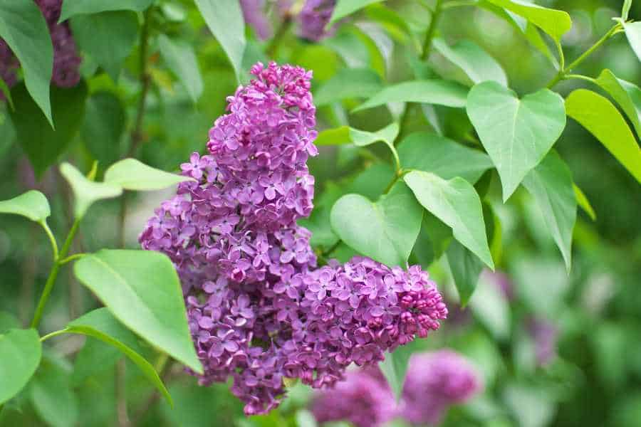 How to Grow and Care for Lilac Bushes: A Guide