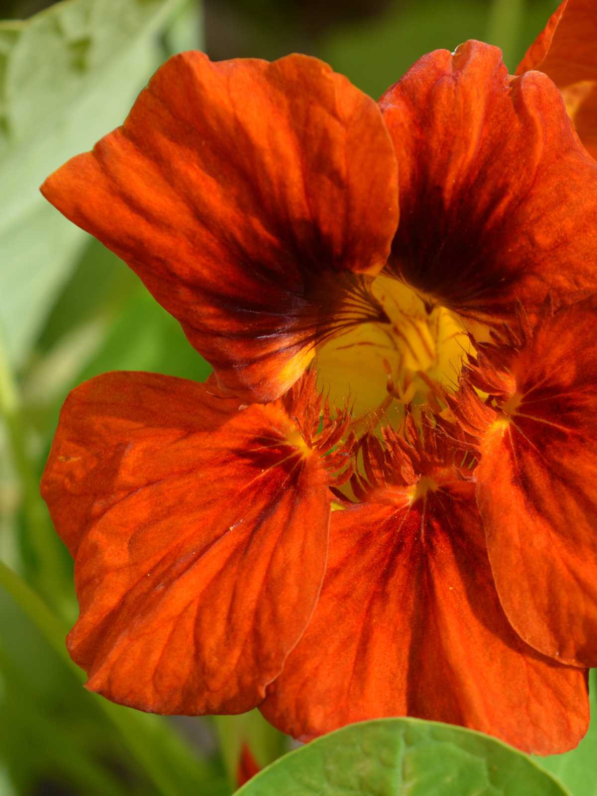 How To Grow And Care For Nasturtium Efficiently