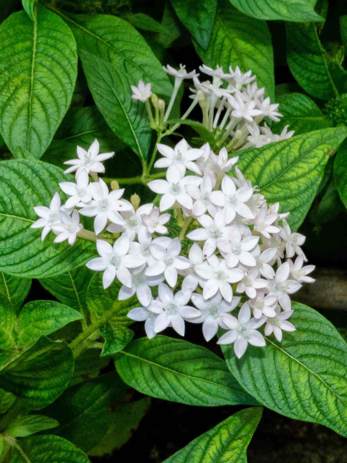 how to grow pentas flowers for vibrant blooms