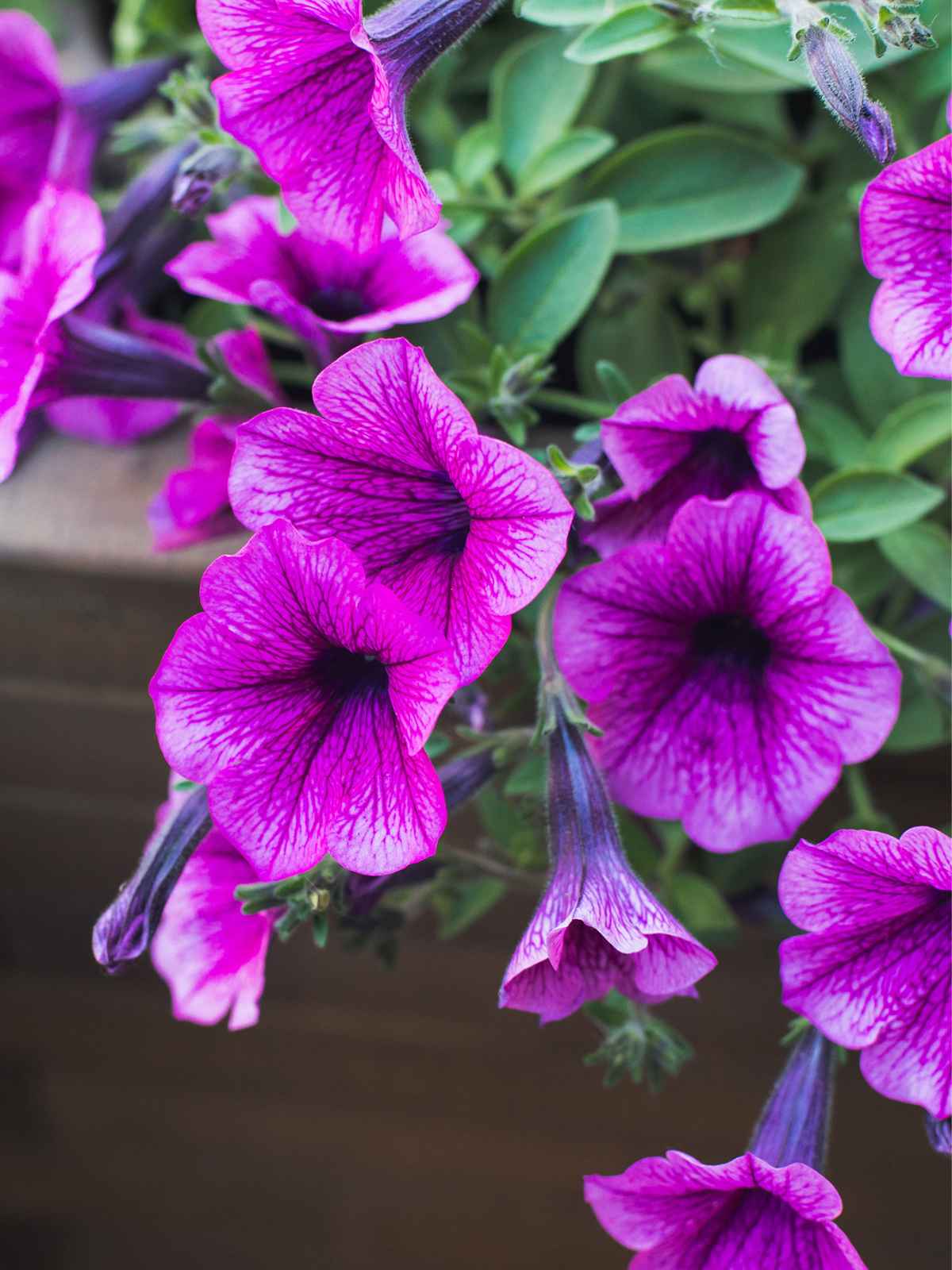 How to Grow and Care For Petunias