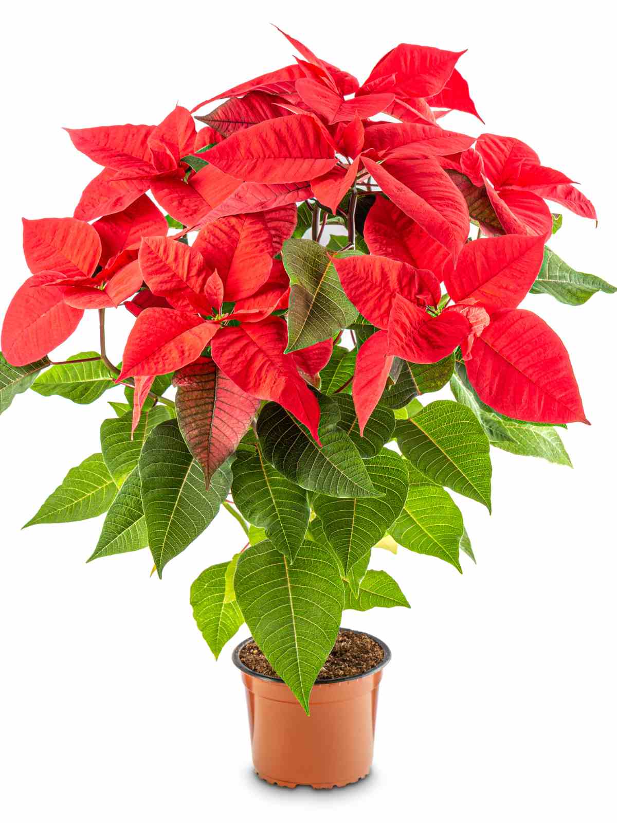 how to care for poinsettia plant - ultimate guide