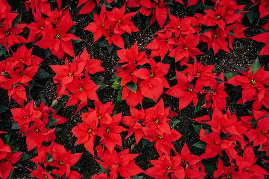 how to care for poinsettia in your garden