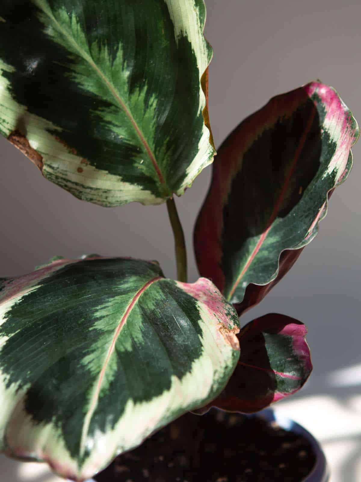 How to Grow and Care for Prayer Plant