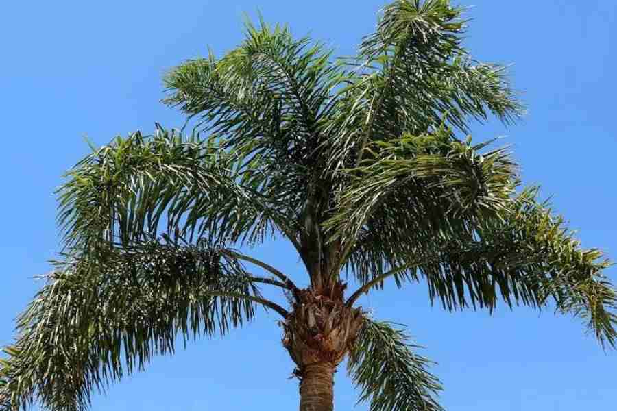 How to Care for a Queen Palm: Guide