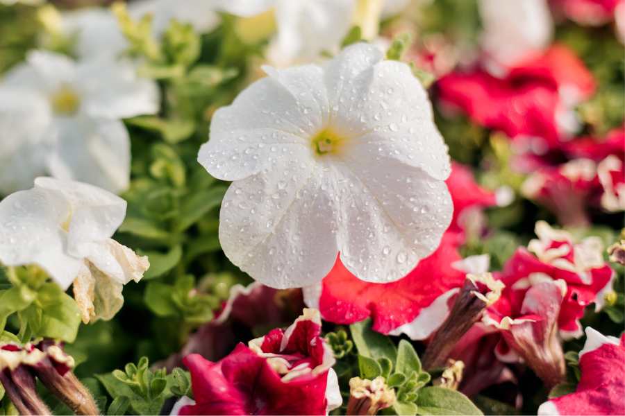 How to Grow and Care For Petunias (Red and White Petunias in Garden)