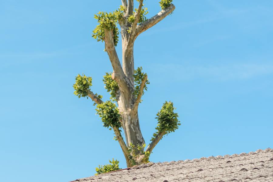 what is tree topping and how to do it