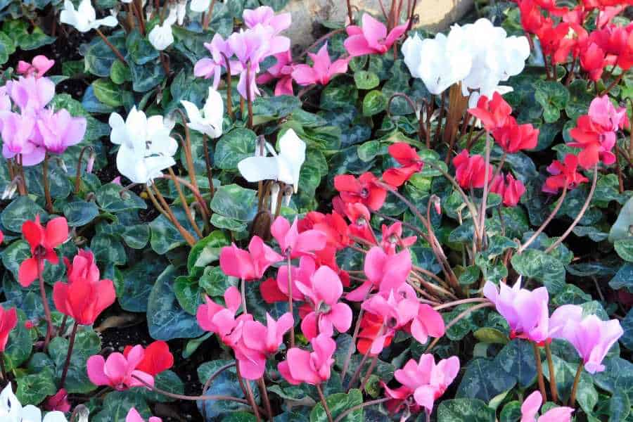 instructions on angel wing begonia care