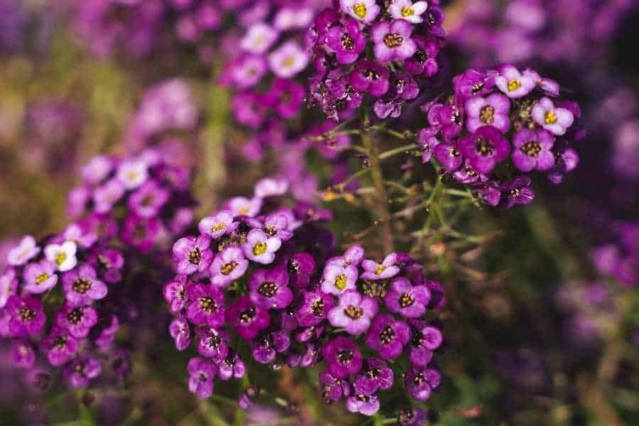How to Grow and Care for Sweet Alyssum: A Guide
