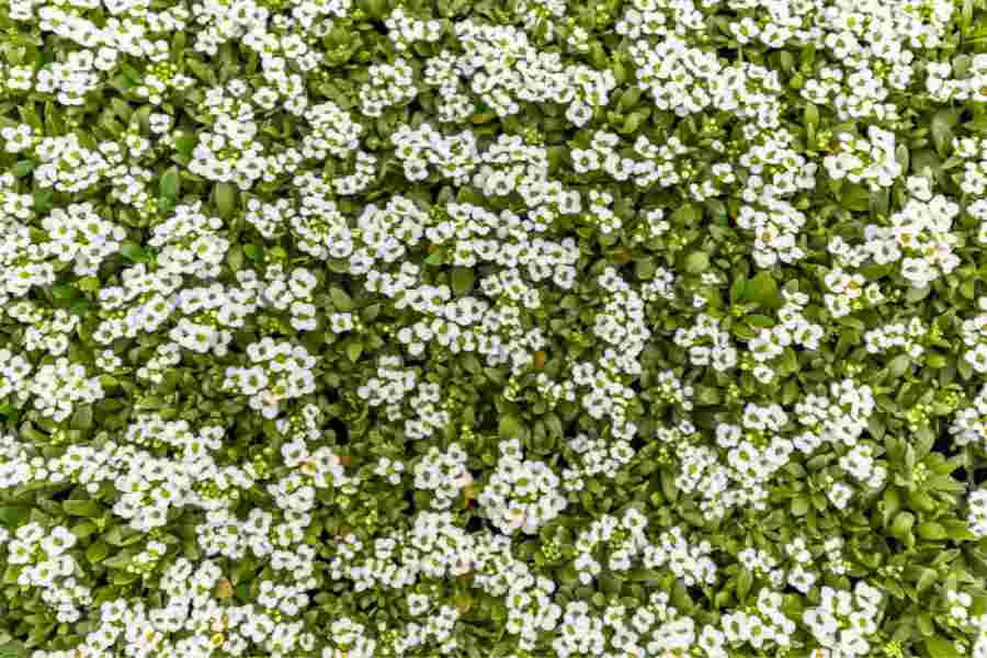 How to Grow and Care for Sweet Alyssum: White Sweet Alyssum