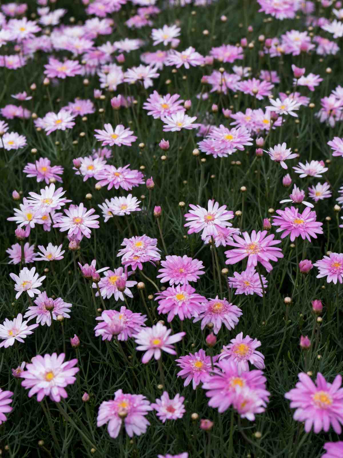 How to Grow and Care for African Daisies