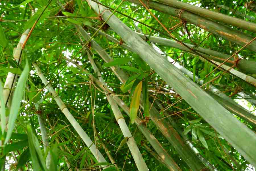 How To Grow And Care For Bamboo Plants: A Guide
