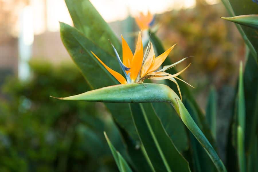 How to Grow and Care for Bird of Paradise Plant