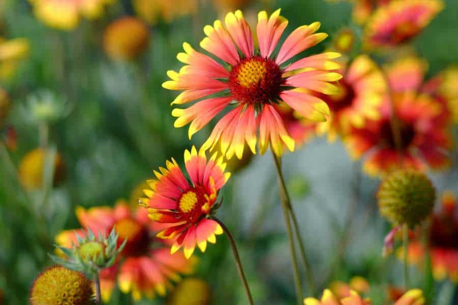 How to Grow and Care for Blanket Flowers