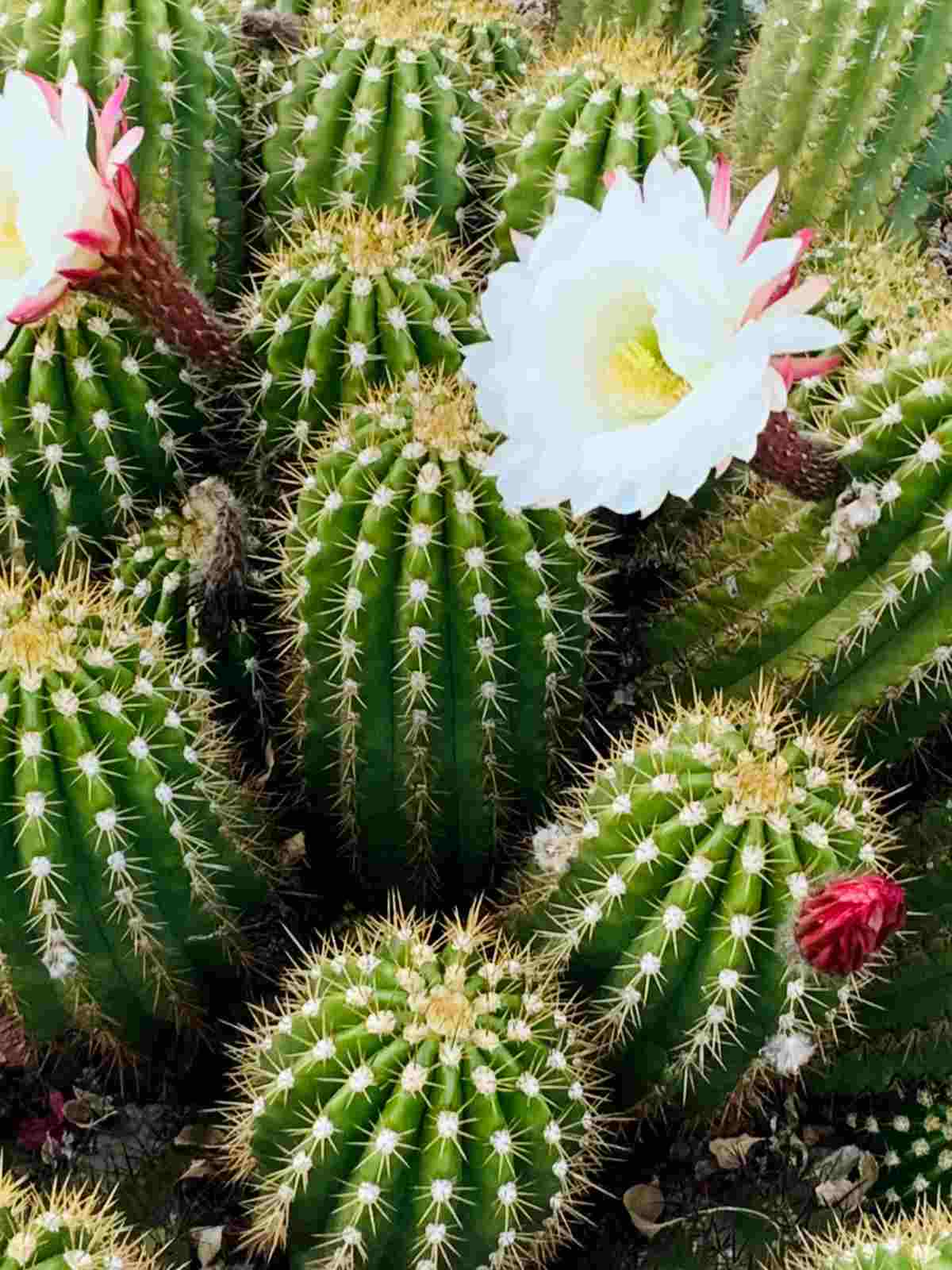 how to get cactus to bloom: a guide
