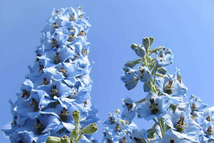 how to grow and care for delphinium flowers