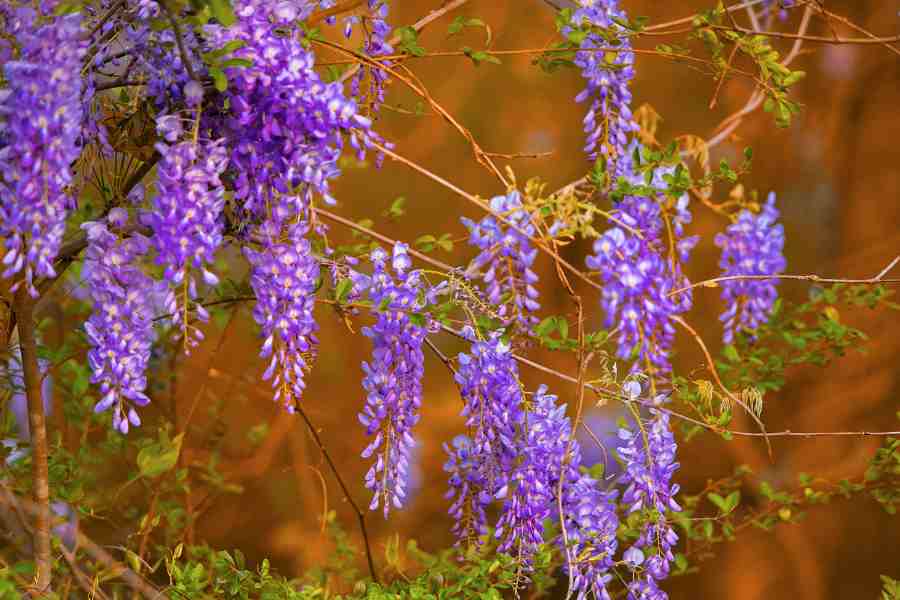 How to Grow and Care for Wisteria Vines