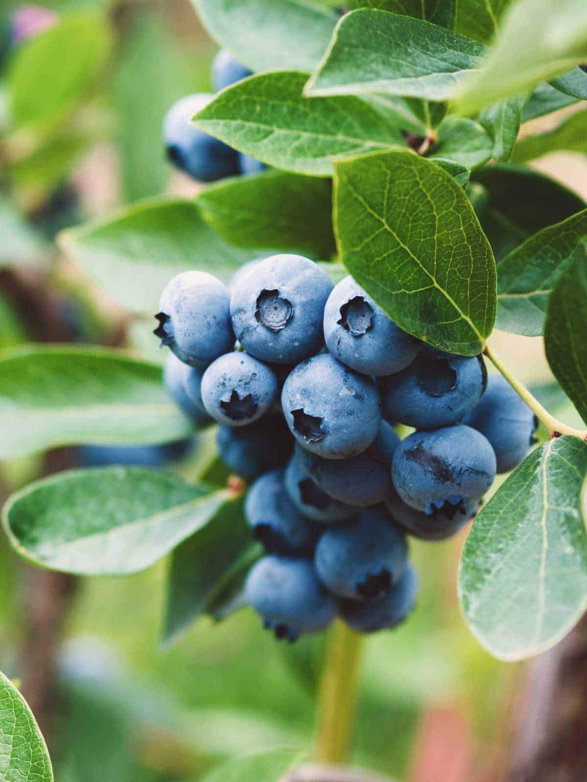 How to Grow and Care for Blueberry Bushes