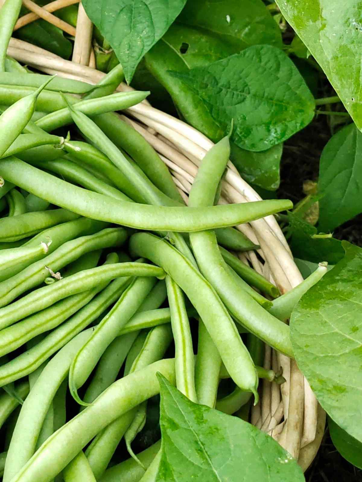 How to Grow Bush Beans: A Guide