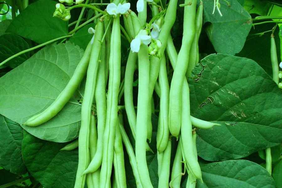 How to Grow Bush Beans: Growth Guide