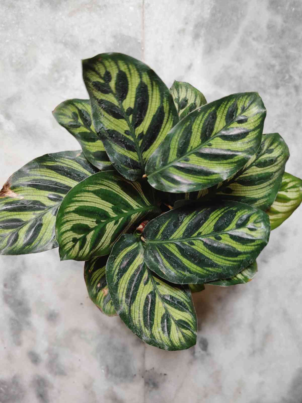 How to Grow and Care for Calathea Peacock Plant: A Guide