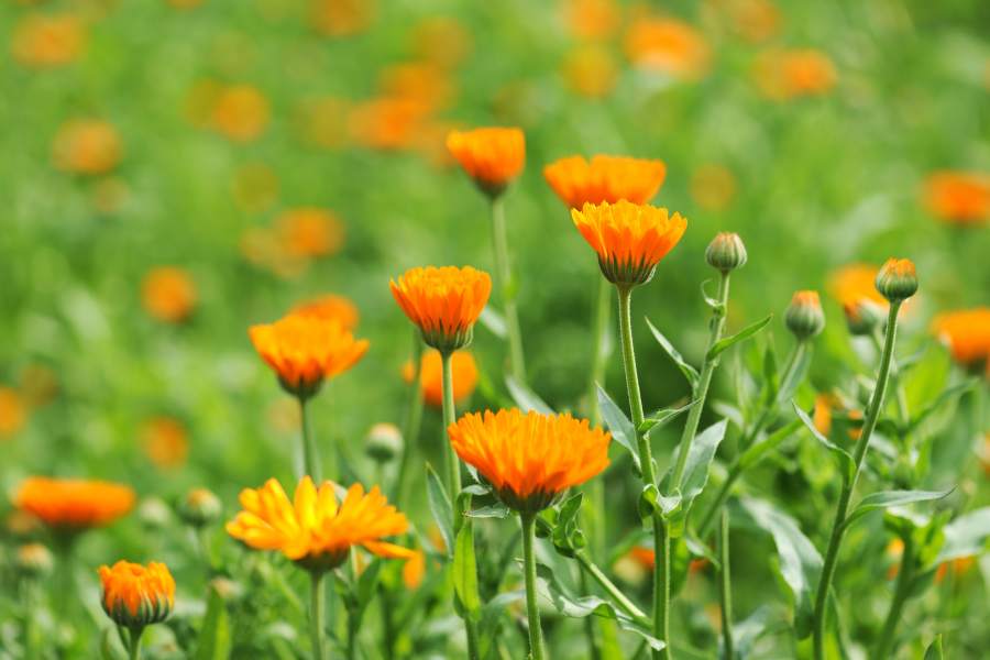 how to  grow and care for calendulas