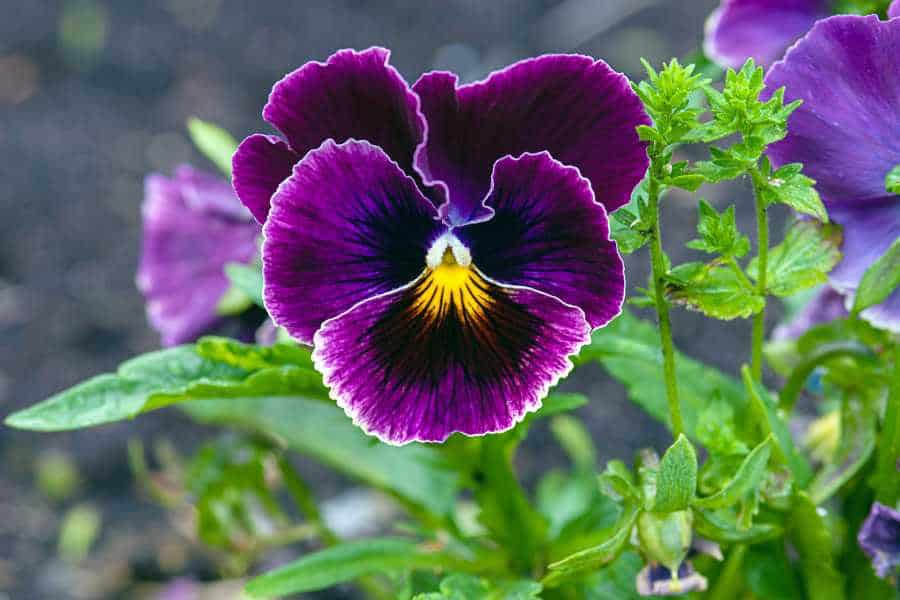 How to Grow and Care for Pansy Plants
