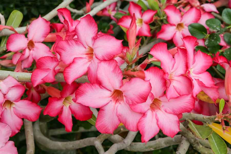 How to Grow and Care for a Desert Rose: A Guide