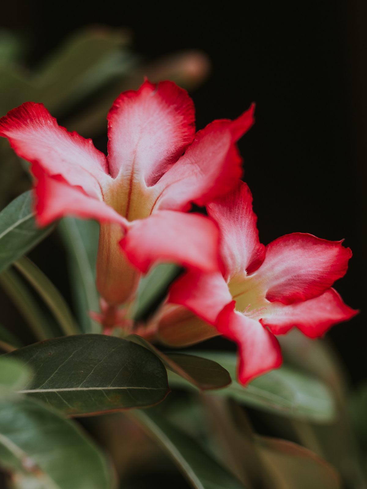 How to Grow and Care for a Desert Rose Plant