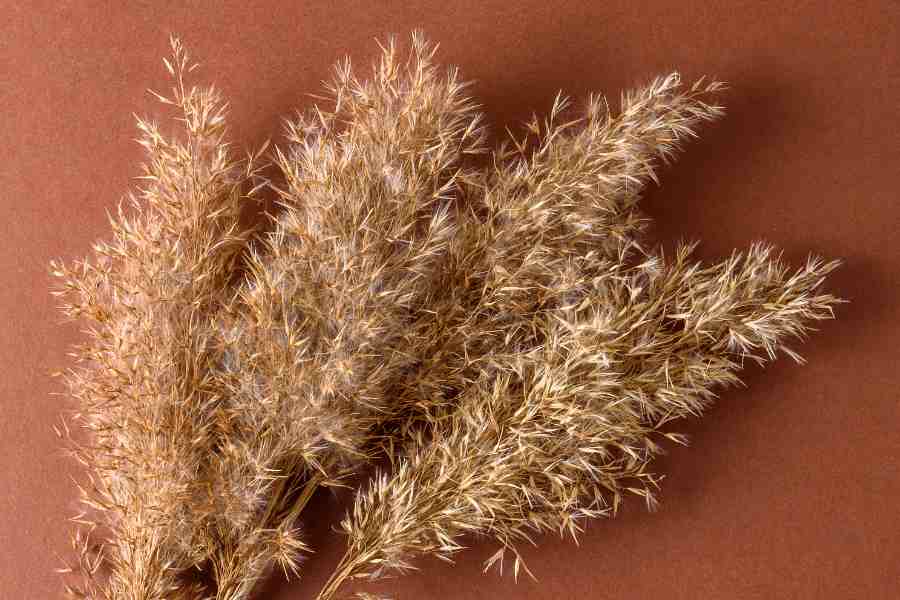 How to Grow and Care for Pampas Grass