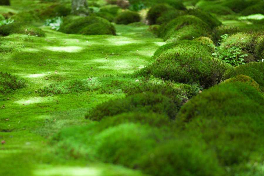 How To Grow Moss In The Garden