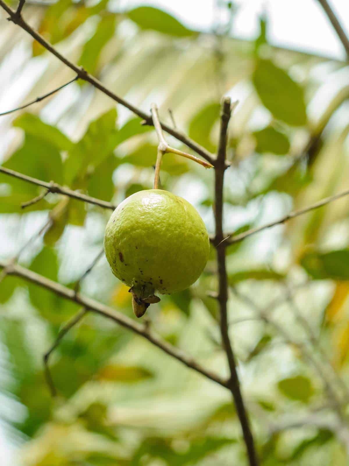 how to grow and care for guava trees
