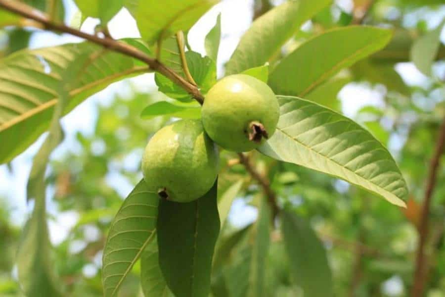 how to grow and care for guava trees